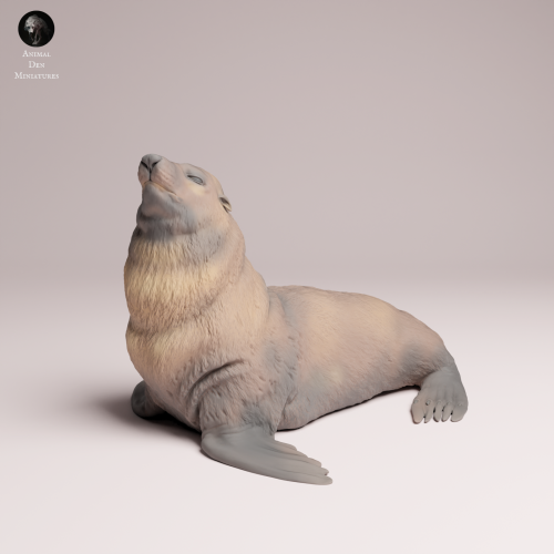 Cape Fur Seal Male - 4.png