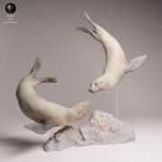 Cape Fur Seals Swim - 1.png