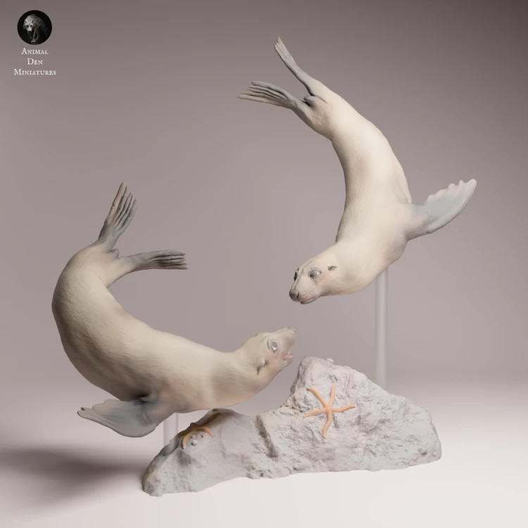 Cape Fur Seals Swim - 1.png