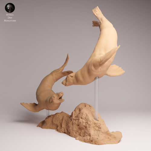 Cape Fur Seals Swim - 2.png