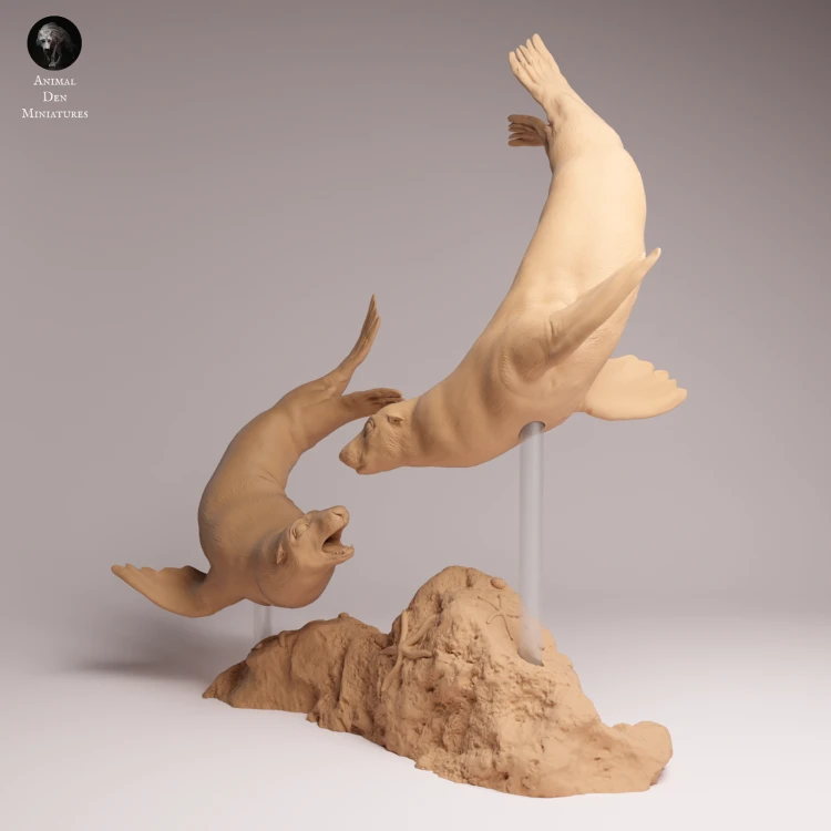 Cape Fur Seals Swim - 2.png