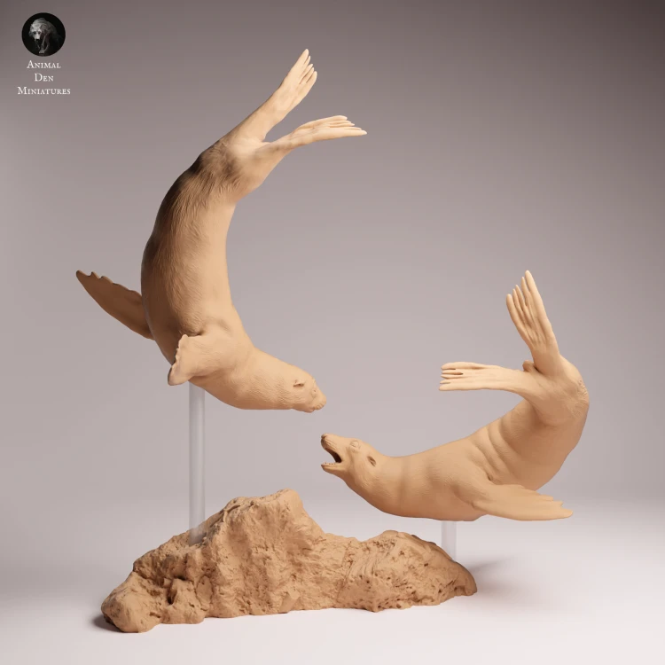 Cape Fur Seals Swim - 3.png