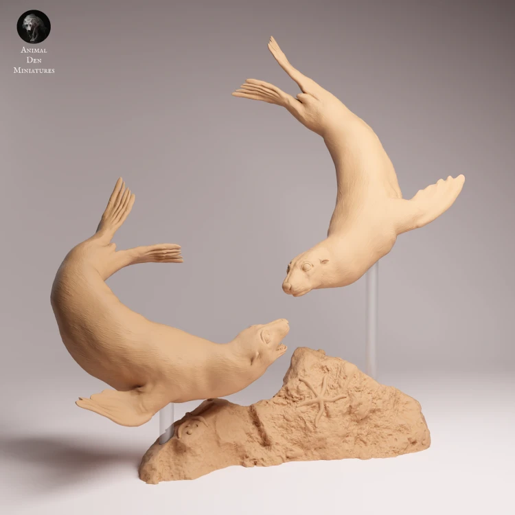 Cape Fur Seals Swim - 4.png