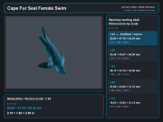 Cape Fur Seals Swim - 6.png