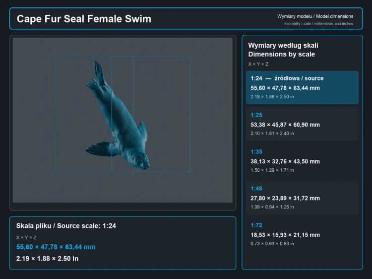 Cape Fur Seals Swim - 6.png