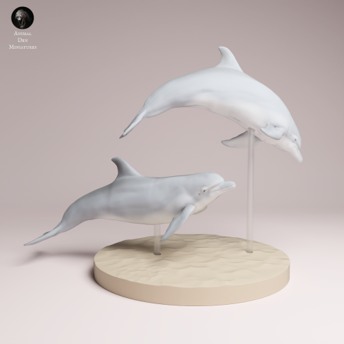 Common Bottlenose Dolphins - 1.png
