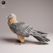 Bearded Vulture - 1.png