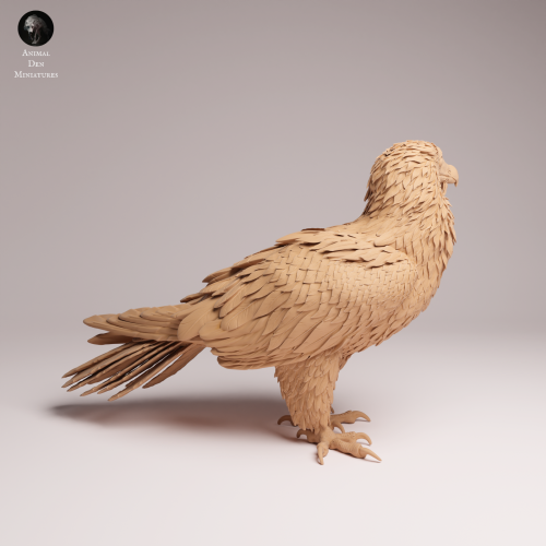 Bearded Vulture - 2.png