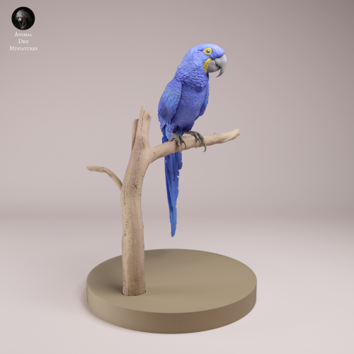 Hyacinth Macaw - 1.png