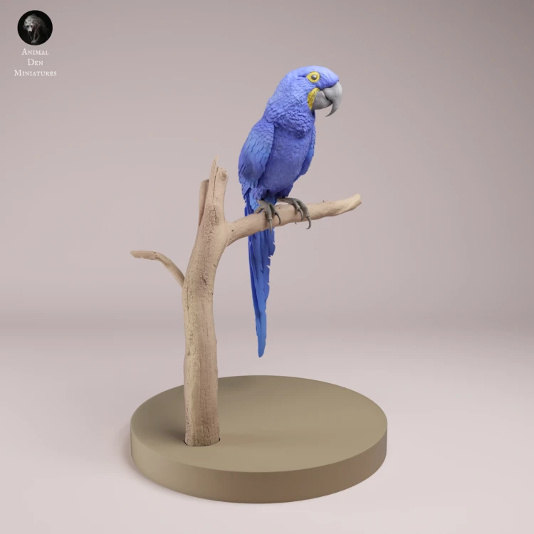 Hyacinth Macaw - 1.png
