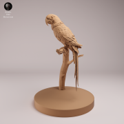 Hyacinth Macaw - 4.png