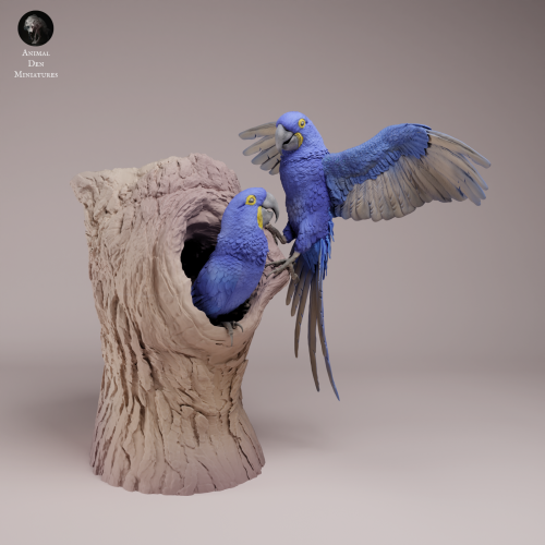 Hyacinth Macaws - Nest - 1.png