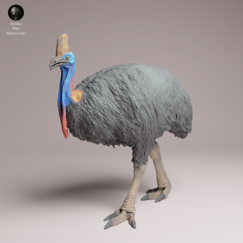 Southern Cassowary - 1.png