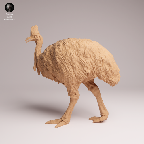 Southern Cassowary - 2.png