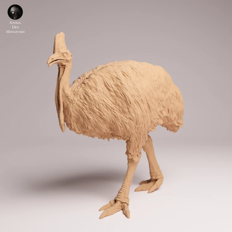 Southern Cassowary - 3.png