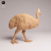 Southern Cassowary - 4.png