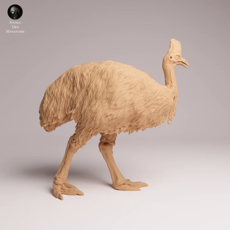 Southern Cassowary - 4.png