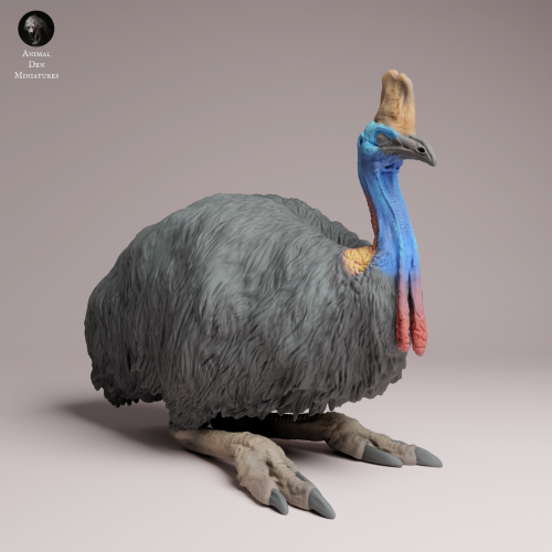 Southern Cassowary Lying - 1.png