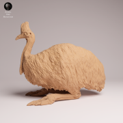 Southern Cassowary Lying - 4.png