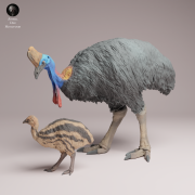 Southern Cassowary with Chick - 1.png