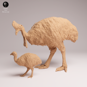 Southern Cassowary with Chick - 4.png