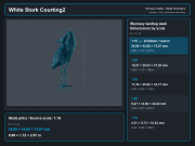 White Stork Courting - 6.png