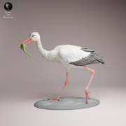 White Stork Eat - 1.png