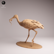 White Stork Eat - 4.png