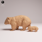 Common Wombat and Joey - 4.png