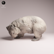 Common Wombat Scrathcing - 1.png