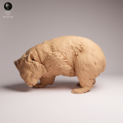 Common Wombat Scrathcing - 4.png