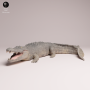 Saltwater Crocodile - 1.png