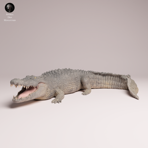 Saltwater Crocodile - 1.png