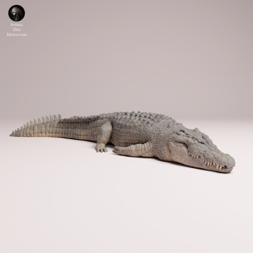 Saltwater Crocodile Lying - 1.png