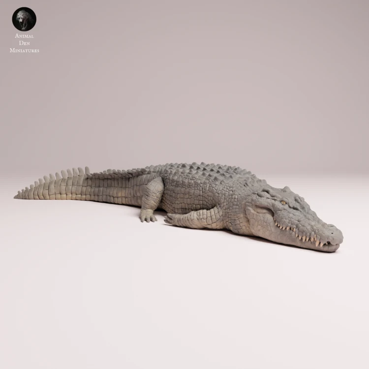 Saltwater Crocodile Lying - 1.png