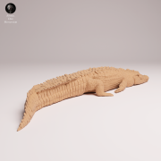 Saltwater Crocodile Lying - 2.png