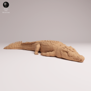 Saltwater Crocodile Lying - 3.png