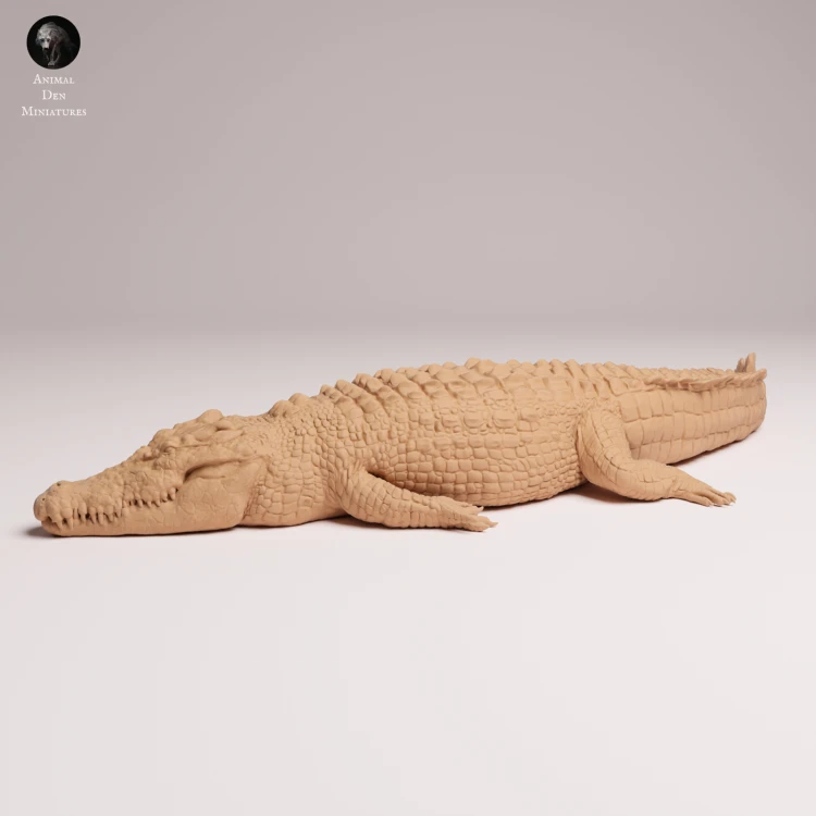 Saltwater Crocodile Lying - 4.png