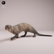 Giant Otter - 1.png