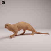 Giant Otter - 3.png