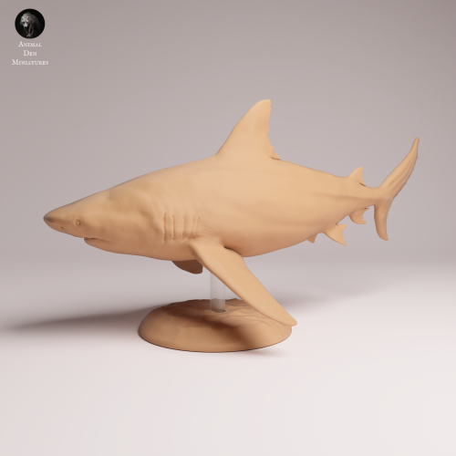 Bull Shark - 1.png