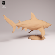 Bull Shark - 2.png