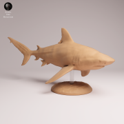Bull Shark - 3.png