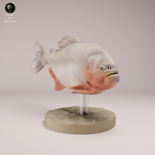 Red Bellied Piranha - 1.png
