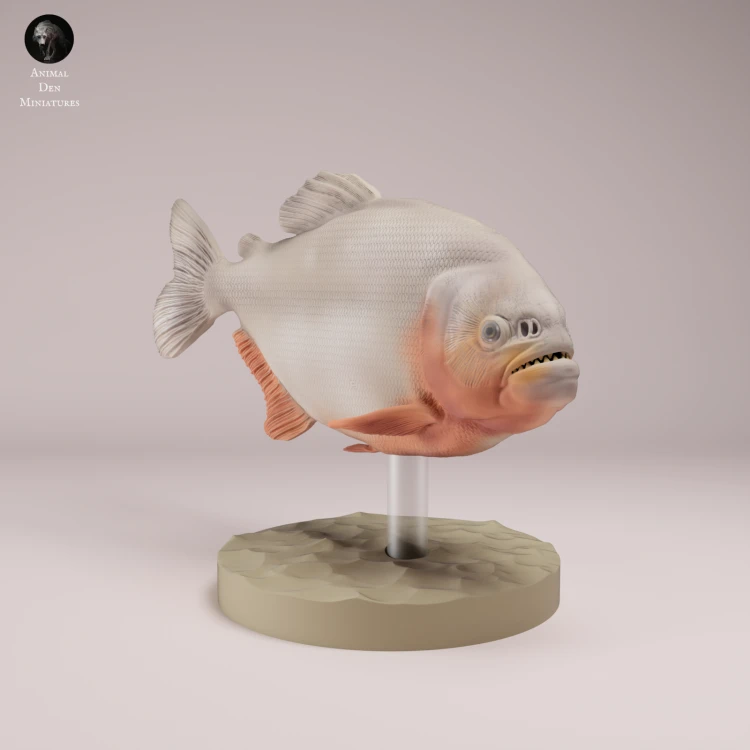 Red Bellied Piranha - 1.png
