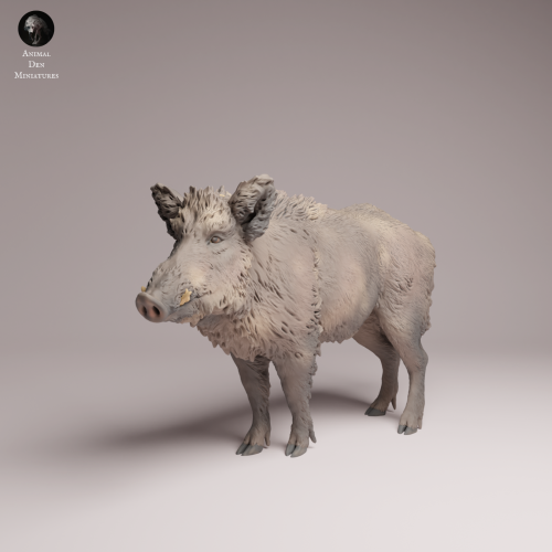 Wild Boar - 1.png