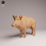 Wild Boar - 3.png