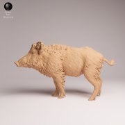 Wild Boar - 4.png