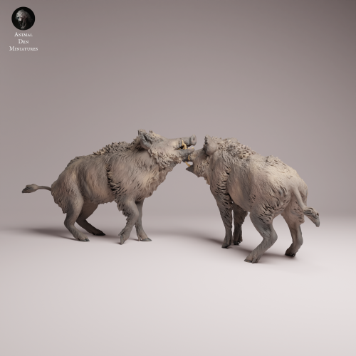 Wild Boar Fight - 1.png
