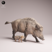 Wild Boar Sow and Piglet - 1.png
